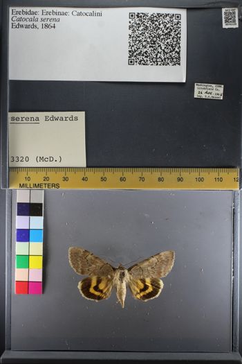 Media type: image;   Entomology 741129